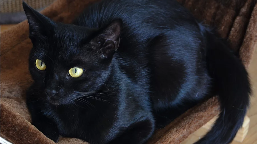 Eine schwarze Katze mit gelben Augen liegt in einer braunen Katzen-Hängematte.