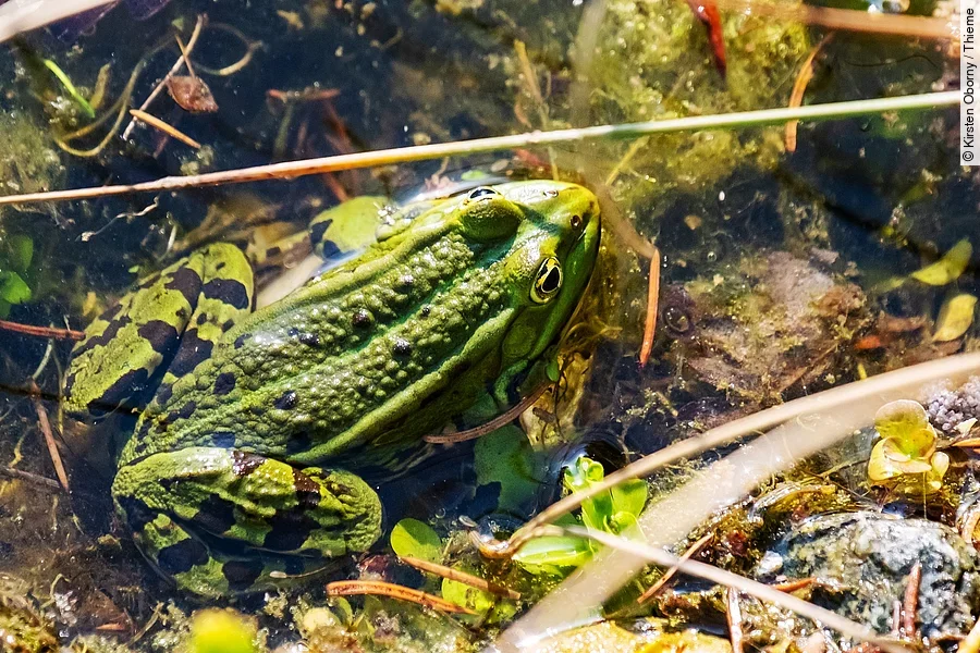 Frosch aus Vogelperspektive im Wasser.