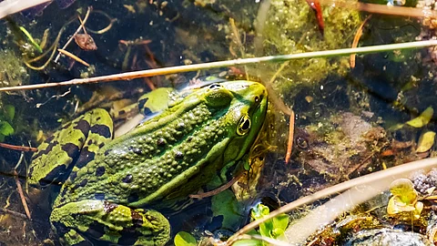 Frosch aus Vogelperspektive im Wasser.