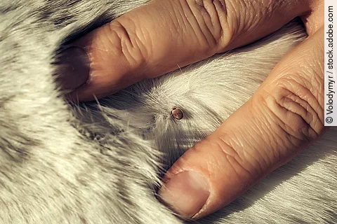 Nahaufnahme von einer Zecke auf einem weißen Fell.