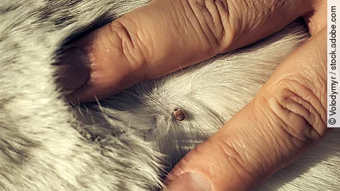 Nahaufnahme von einer Zecke auf einem weißen Fell.