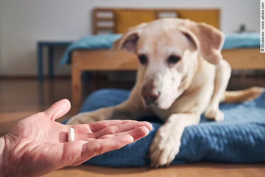 Im Vordergrund hält eine Person eine Tablette auf der flachen Hand. Dahinter liegt ein Hund auf einem blauen Kissen. Der Hund schaut in die Richtung der Hand. Bei dem Hund handelt es sich um einen Golden Retriever.