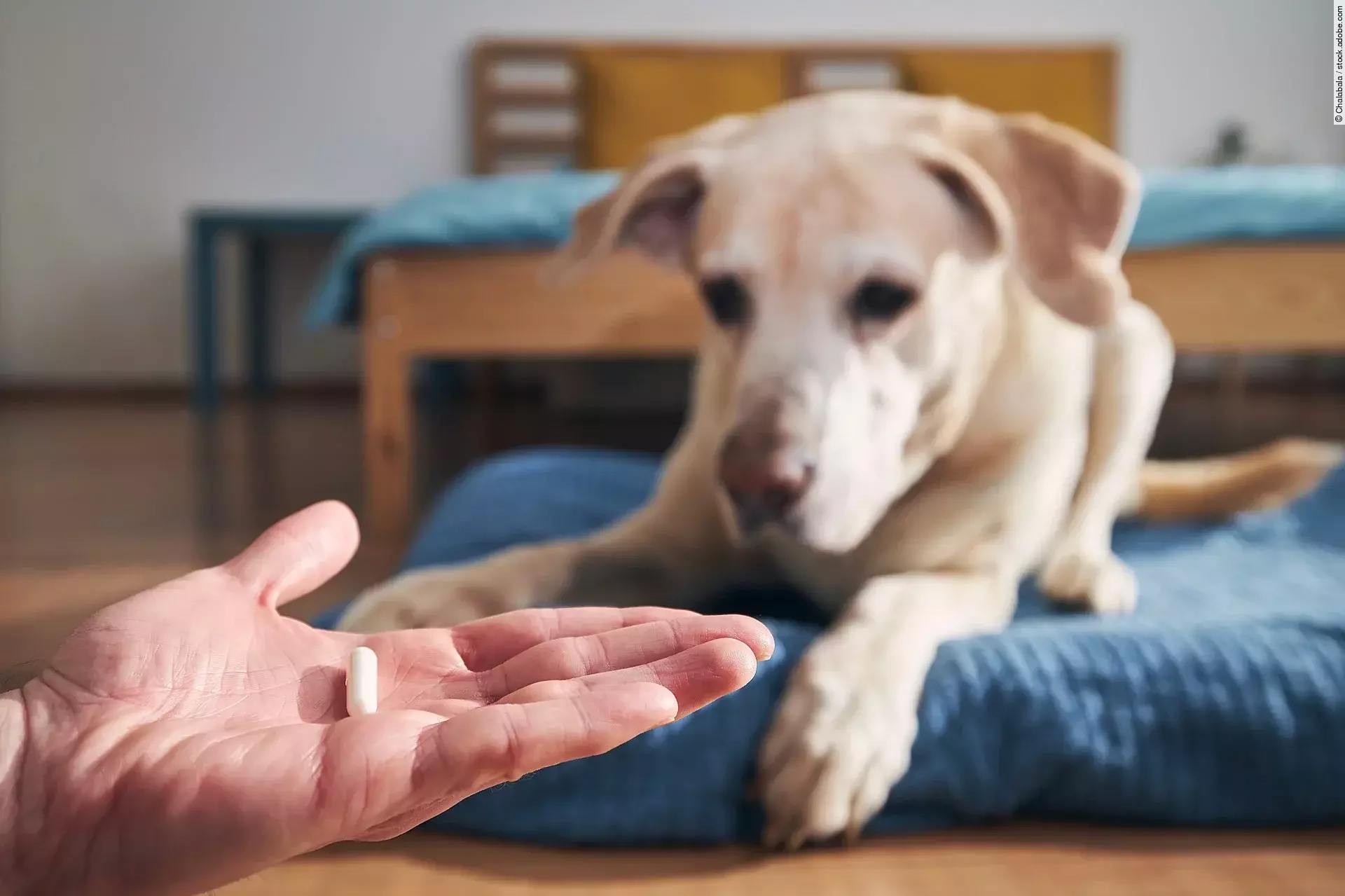 Tierhalter hält eine Tablette für einen kranken Hund in der Hand. Im Vordergrund hält eine Person eine Tablette auf der flachen Hand. Dahinter liegt ein Hund auf einem blauen Kissen. Der Hund schaut in die Richtung der Hand. Bei dem Hund handelt es sich um einen Golden Retriever.