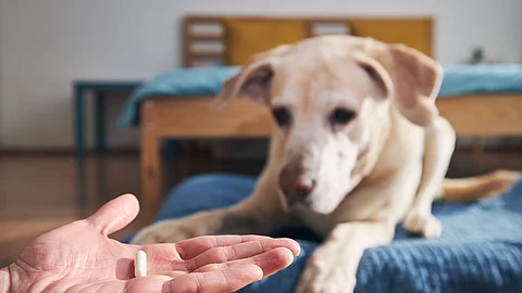Tierhalter hält eine Tablette für einen kranken Hund in der Hand. Im Vordergrund hält eine Person eine Tablette auf der flachen Hand. Dahinter liegt ein Hund auf einem blauen Kissen. Der Hund schaut in die Richtung der Hand. Bei dem Hund handelt es sich um einen Golden Retriever.