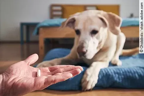 Im Vordergrund hält eine Person eine Tablette auf der flachen Hand. Dahinter liegt ein Hund auf einem blauen Kissen. Der Hund schaut in die Richtung der Hand. Bei dem Hund handelt es sich um einen Golden Retriever.