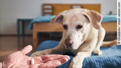 Im Vordergrund hält eine Person eine Tablette auf der flachen Hand. Dahinter liegt ein Hund auf einem blauen Kissen. Der Hund schaut in die Richtung der Hand. Bei dem Hund handelt es sich um einen Golden Retriever.