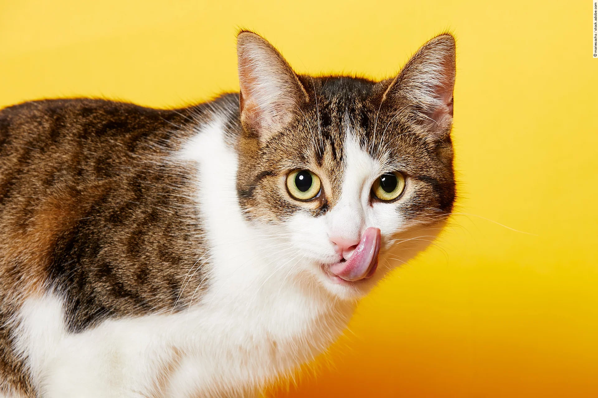 Eine braun-weiß getigerte Katze steht vor einem gelben Hintergrund und leckt sich mit der Zunge über ihr Maul.