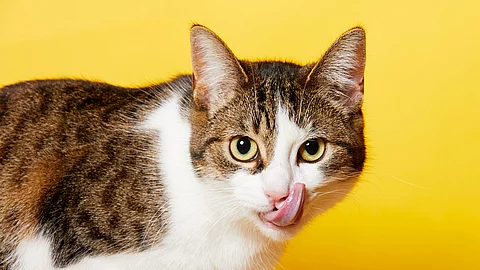 Eine braun-weiß getigerte Katze steht vor einem gelben Hintergrund und leckt sich mit der Zunge über ihr Maul.