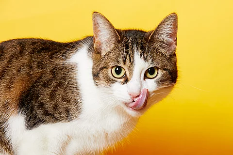 Eine braun-weiß getigerte Katze steht vor einem gelben Hintergrund und leckt sich mit der Zunge über ihr Maul.