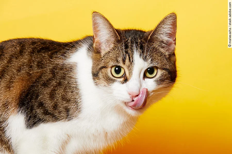 Eine braun-weiß getigerte Katze steht vor einem gelben Hintergrund und leckt sich mit der Zunge über ihr Maul. Eine braun-weiß getigerte Katze steht vor einem gelben Hintergrund und leckt sich mit der Zunge über ihr Maul.