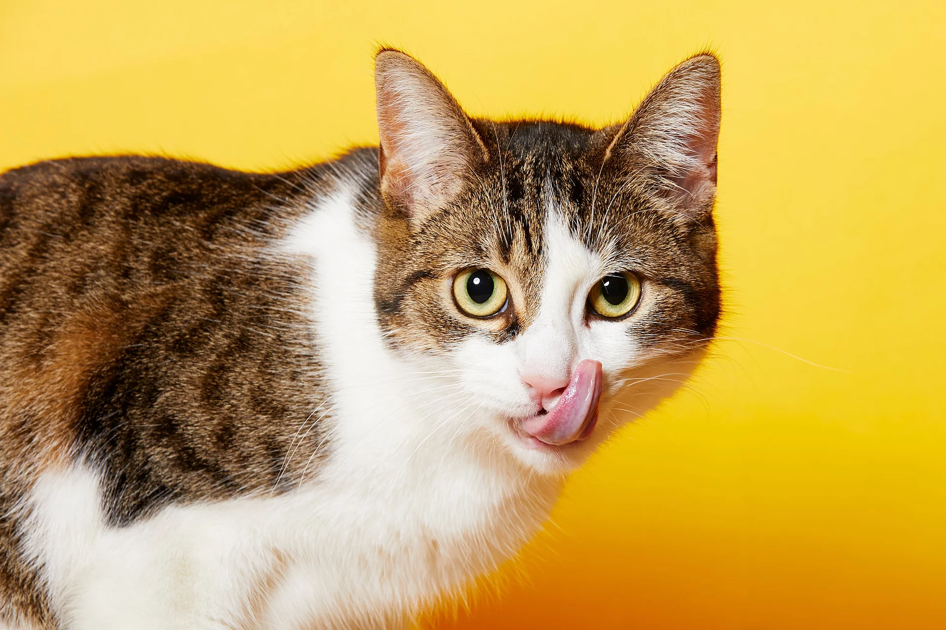 Eine braun-weiß getigerte Katze steht vor einem gelben Hintergrund und leckt sich mit der Zunge über ihr Maul.