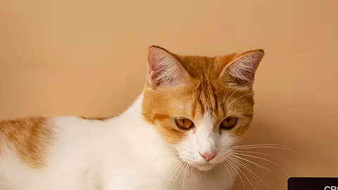 A cute orange cat is showing off his credit card. Online payments. Point accumulation. Economical and convenient trading. On the yellow-orange background