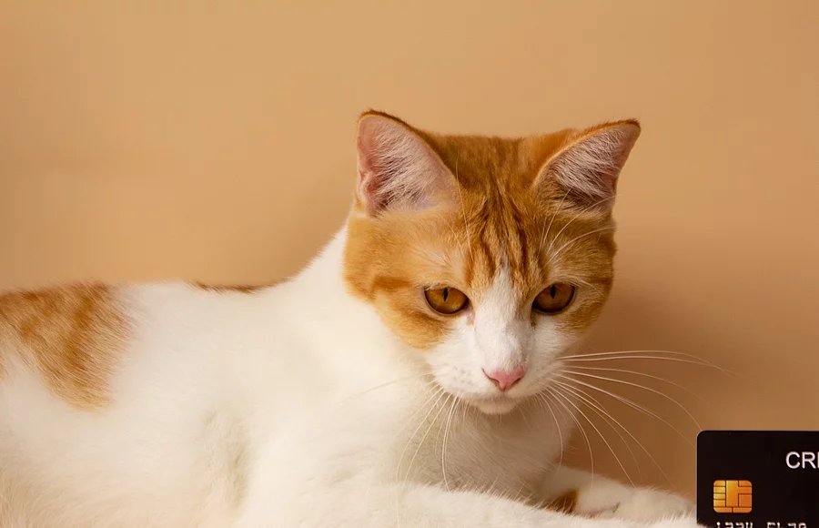 A cute orange cat is showing off his credit card. Online payments. Point accumulation. Economical and convenient trading. On the yellow-orange background
