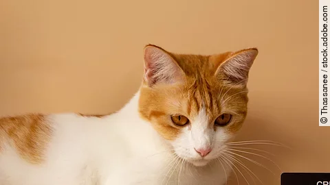 A cute orange cat is showing off his credit card. Online payments. Point accumulation. Economical and convenient trading. On the yellow-orange background