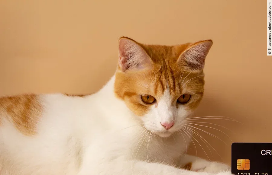 A cute orange cat is showing off his credit card. Online payments. Point accumulation. Economical and convenient trading. On the yellow-orange background