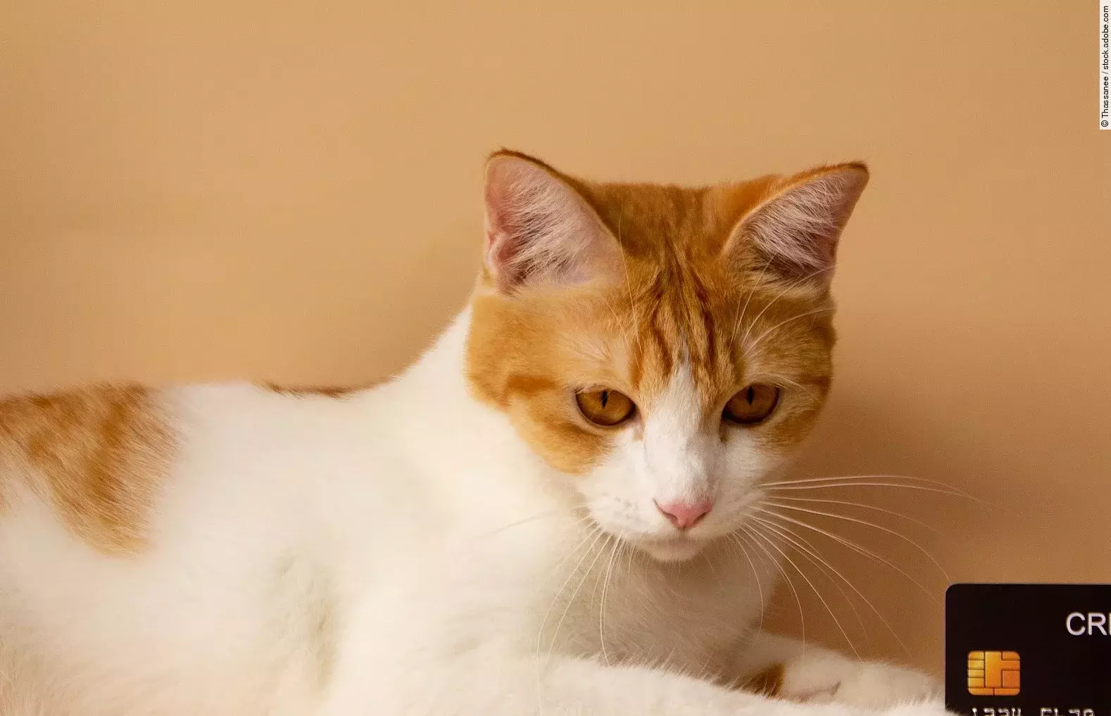 A cute orange cat is showing off his credit card. Online payments. Point accumulation. Economical and convenient trading. On the yellow-orange background