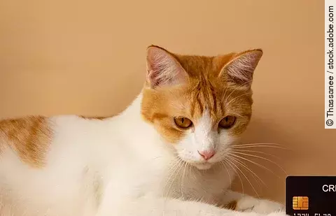 A cute orange cat is showing off his credit card. Online payments. Point accumulation. Economical and convenient trading. On the yellow-orange background