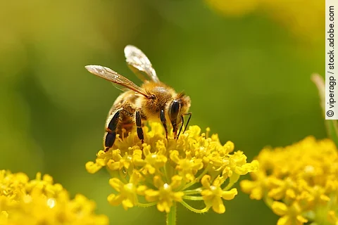 Eine Biene sitzt auf einer Pflanze.