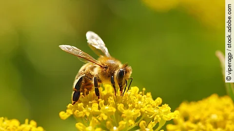 Honeybee harvesting pollen from blooming flowers Eine Biene sitzt auf einer Pflanze.