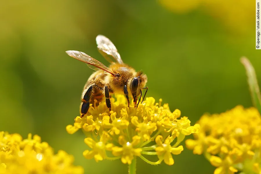 Eine Biene sitzt auf einer Pflanze.
