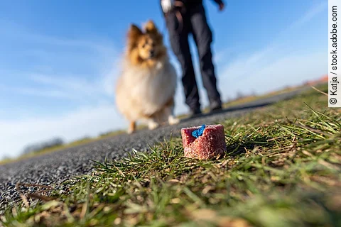 Ein Shetland Sheepdog findet beim Gassigang eine mit einer blauen Substanz präparierten Wurst.