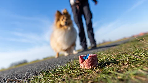 Ein Shetland Sheepdog findet beim Gassigang eine mit einer blauen Substanz präparierten Wurst.