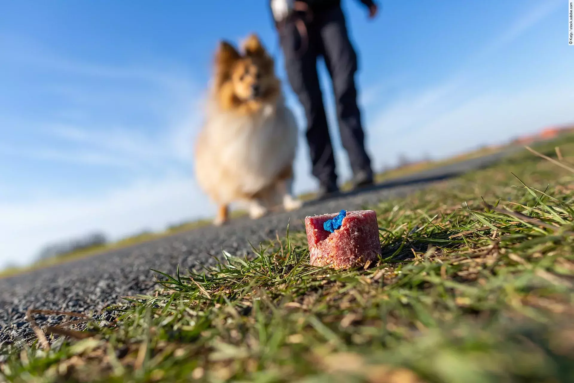 Ein Shetland Sheepdog findet beim Gassigang eine mit einer blauen Substanz präparierten Wurst.