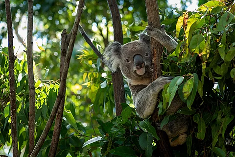 Ein Koala-Bär sitzt in einem Baum. Der Koala schaut in die Kamera. Er hat braun-graues Fell. Im Hintergrund sind viele und dicht bewachsene Bäume. 