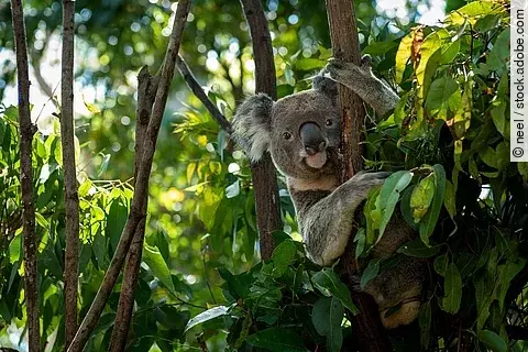 Ein Koala-Bär sitzt in einem Baum. Der Koala schaut in die Kamera. Er hat braun-graues Fell. Im Hintergrund sind viele und dicht bewachsene Bäume. 