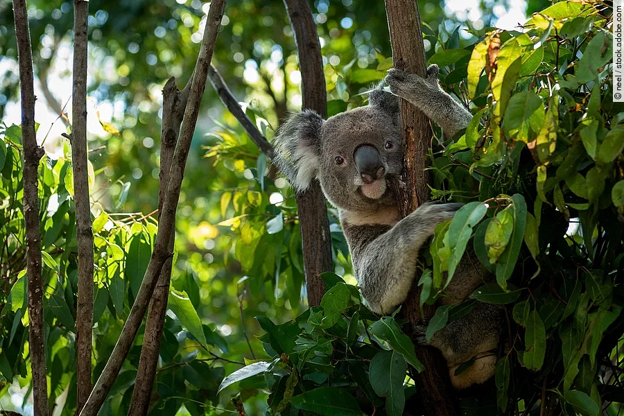Koala in einem Baum Ein Koala-Bär sitzt in einem Baum. Der Koala schaut in die Kamera. Er hat braun-graues Fell. Im Hintergrund sind viele und dicht bewachsene Bäume.