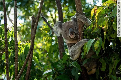 Ein Koala-Bär sitzt in einem Baum. Der Koala schaut in die Kamera. Er hat braun-graues Fell. Im Hintergrund sind viele und dicht bewachsene Bäume. 