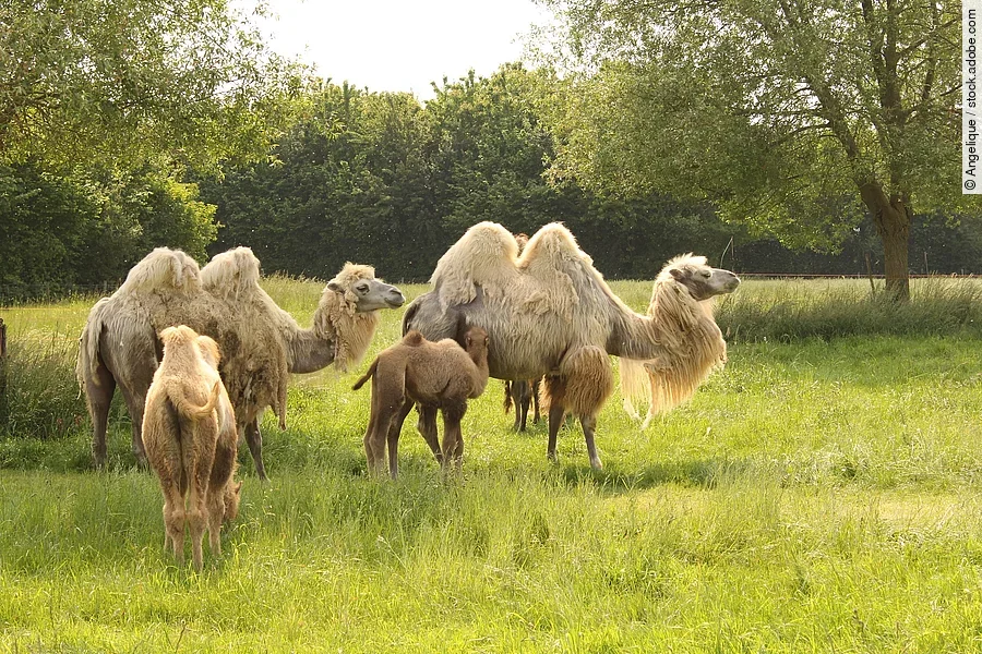 Kamele auf der Weide