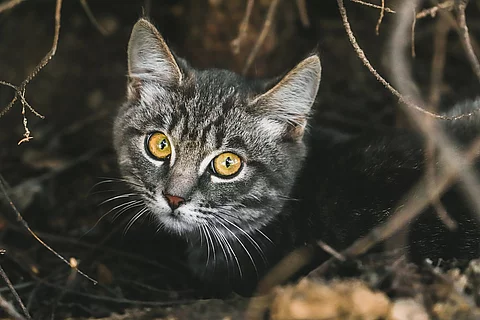 Nahaufnahme einer Katze 