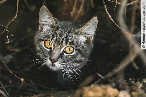 Nahaufnahme einer Katze 