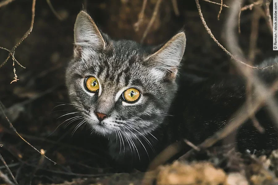 Nahaufnahme einer Katze 