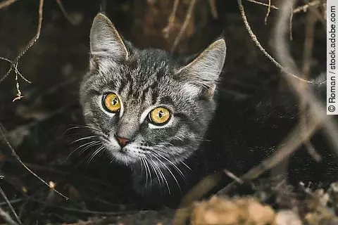 Nahaufnahme einer Katze 