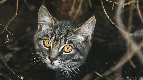Nahaufnahme einer Katze Nahaufnahme einer Katze
