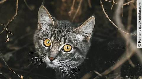 Nahaufnahme einer Katze 