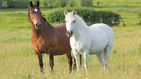 Zwei Ponys stehen auf einer grünen Weide. Beide Tiere schauen aufmerksam auf.  Ein Pony hat braunes Fell und das andere ist ein Schimmel. Das Gras ist lang.