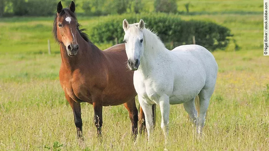 Zwei Ponys stehen auf einer grünen Weide. Beide Tiere schauen aufmerksam auf.  Ein Pony hat braunes Fell und das andere ist ein Schimmel. Das Gras ist lang.