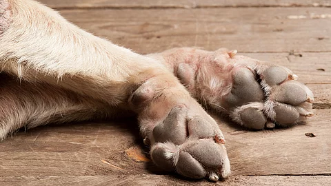 Pfoten eines Hundes