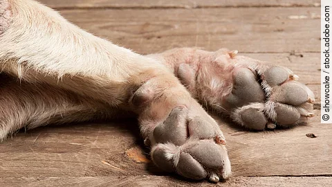 Pfoten eines Hundes