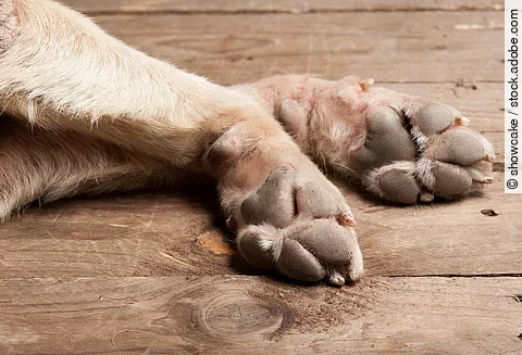 Pfoten eines Hundes