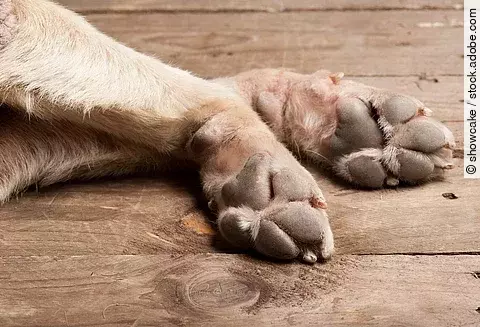 Pfoten eines Hundes