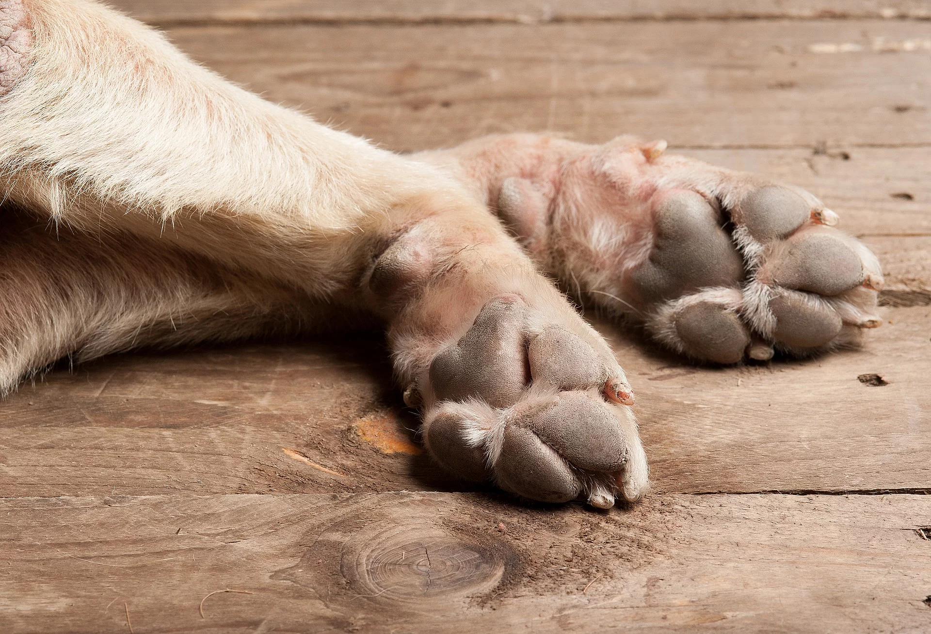 Pfoten eines Hundes