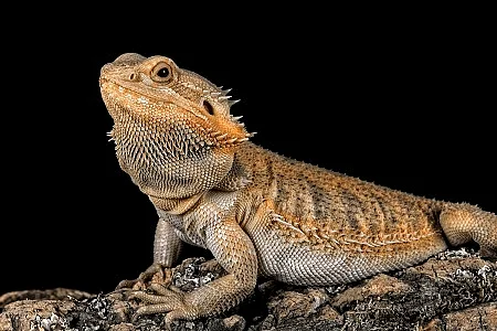 Three quarter profile portrait of a bearded dragon on a log look