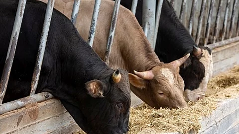 Agriculture industry, farming and animal husbandry concept - her