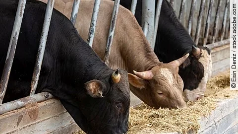 Agriculture industry, farming and animal husbandry concept - her