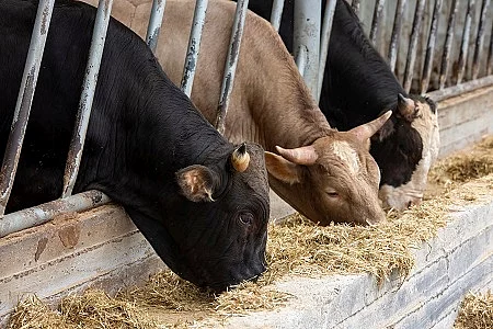 Agriculture industry, farming and animal husbandry concept - her