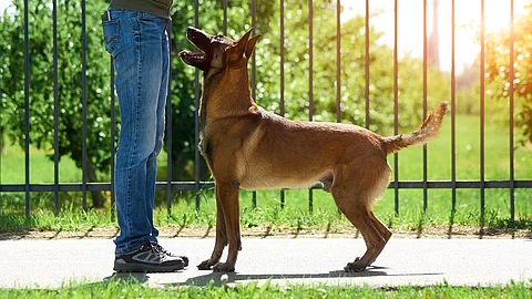 Schäferhund steht vor freudig Herrchen in Gassirunde